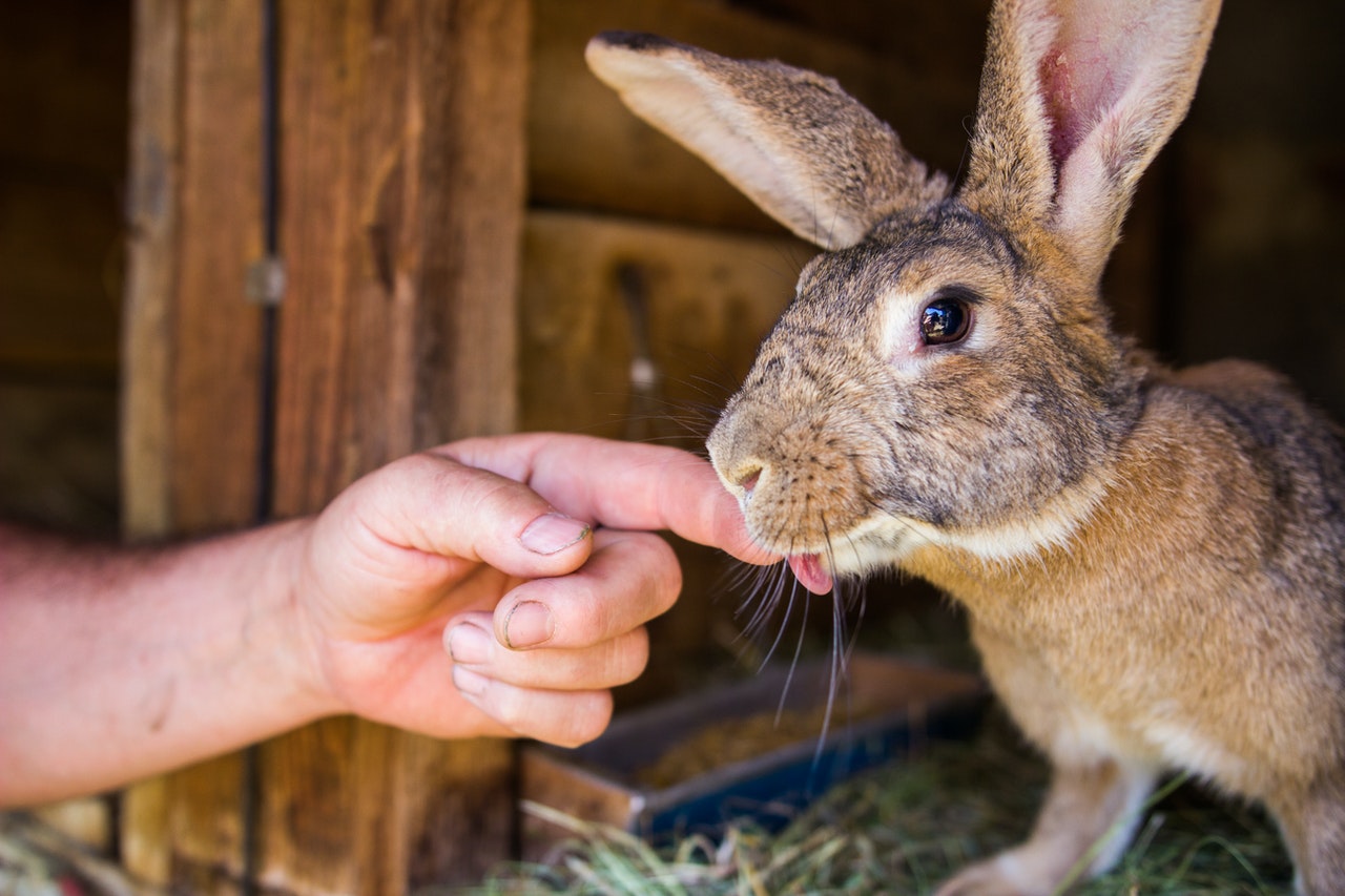 Mysomatóza je pro králíky smrtelnou chorobou, šíří se velmi rychle a je extrémně nebezpečná. 